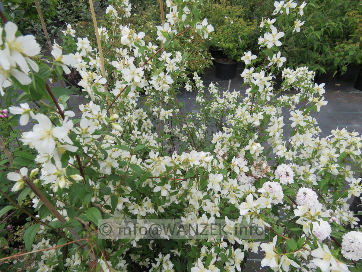 Philadelphus Dame Blanche 001.JPG